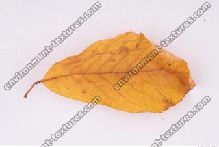 Photo Texture of Leaf 0039